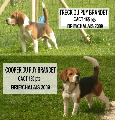 du Puy Brandet - Brevet de chase brie/chalais(16) 2009