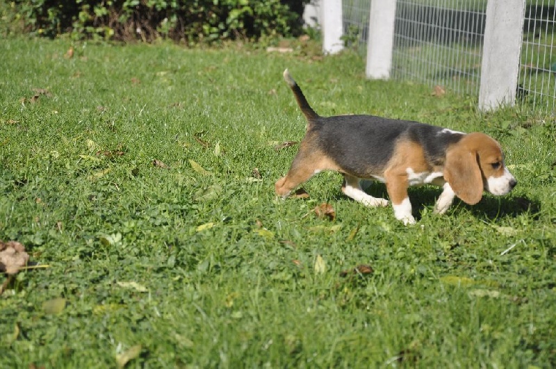 du Puy Brandet - Beagle - Portée née le 17/10/2014